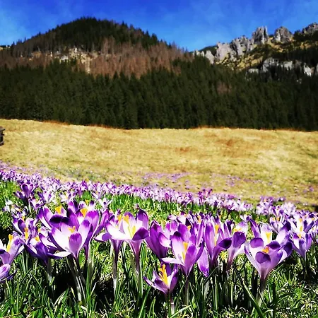 Efka Homestay Koscielisko