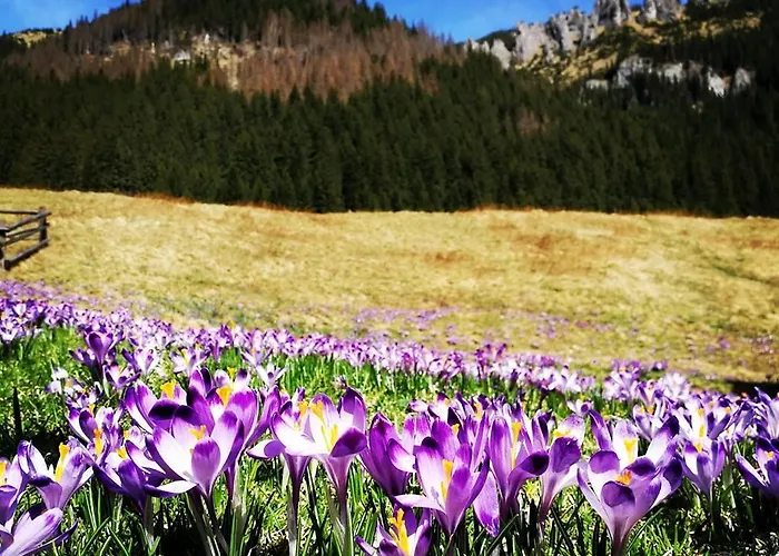 Efka Rum i privatbostad Kościelisko